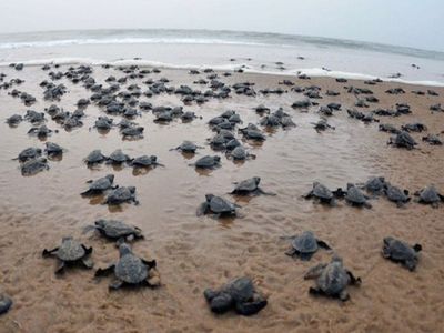 8 lakhs turtles came to the beach to lay eggs amid lockdown 8 lakhs turtles came to the beach to lay eggs amid lockdown