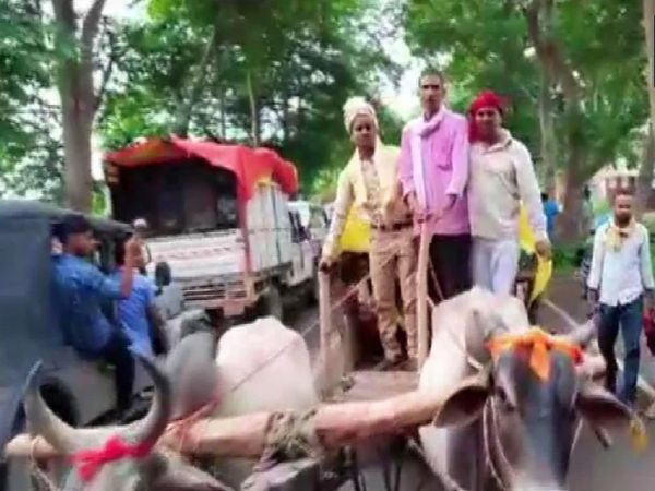 Groom and the ‘baratis’ rode bullock-carts to reach wedding venue in Kushari village, Deoria