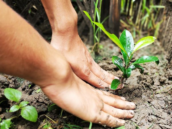 UP Tree plantation campaign