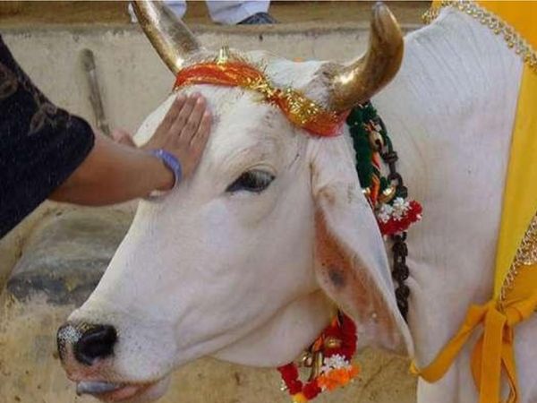 Bahula Chauth 2020, बहुला चौथ 2020