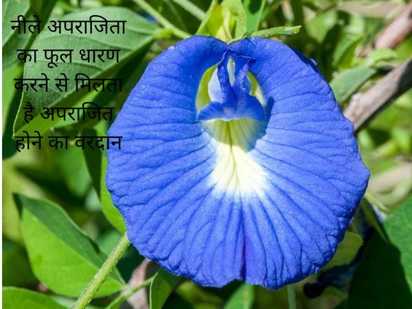 Significance of Aparajita flowers,अपराजिता फूल का महत्व