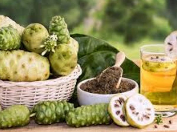 health benefits of noni juice, नोनी जूस के स्वास्थ्य भरे फायदे
