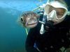 Diver Snaps Adorable Selfie,Pufferfish Viral Video,Selfie, Selfie with pufferfish, Pufferfish selfie, Selfie puffer fish,मछली के साथ सेल्फी, मछली के साथ समंदर में सेल्फी 