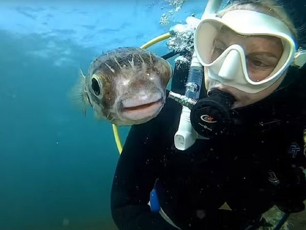 Diver Snaps Adorable Selfie,Pufferfish Viral Video,Selfie, Selfie with pufferfish, Pufferfish selfie, Selfie puffer fish,मछली के साथ सेल्फी, मछली के साथ समंदर में सेल्फी  