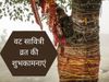 happy Vat Savitri Vrat 2021, vat Savitri Vrat, Vat Savitri Vrat images, Vat Savitri Vrat status, वट सावित्री व्रत की व‍िशेज, हैपी वट सावित्री व्रत 2021