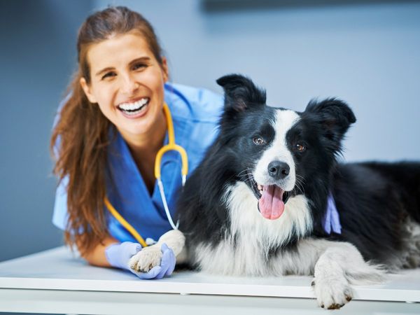 Veterinary Doctor