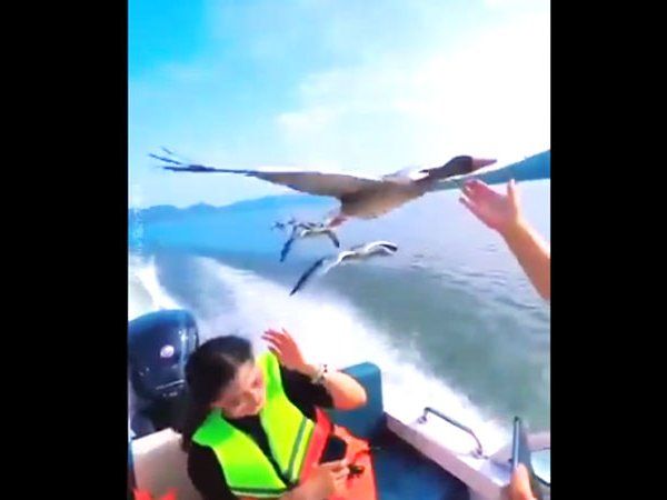 Viral Video of Birds