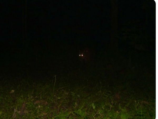 Viral Photo eyes which makes the forest bright So what do you see Can You Guess The Name Of Animal