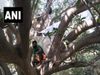 West Bengal migrant labourers who returned to village quarantine themselves on tree branches