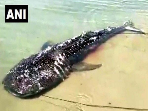 Giant sperm whale washed ashore on Tamilnadu beach