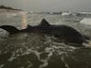 World largest fish Whale Shark gets stuck in net off Vishakhapatnam released back to sea Know About Truth