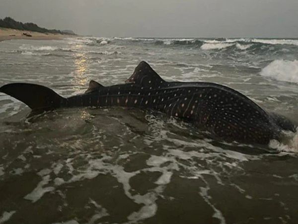 World largest fish Whale Shark gets stuck in net off Vishakhapatnam released back to sea Know About Truth