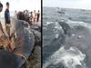 Lives Of Fishermen In Yemen Change Overnight After They Discover Whale Vomit
