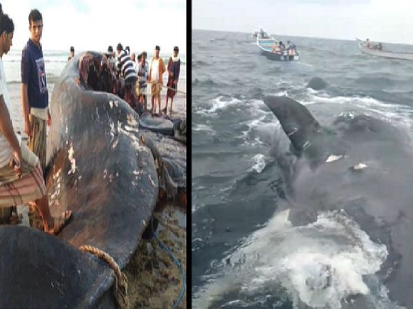 Lives Of Fishermen In Yemen Change Overnight After They Discover Whale Vomit
