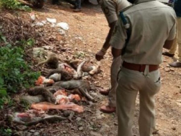 कोरोना संकट के बीच कर्नाटक में 50 बंदरों की मौत, लोगों को अंदेशा- दिया गया जहर