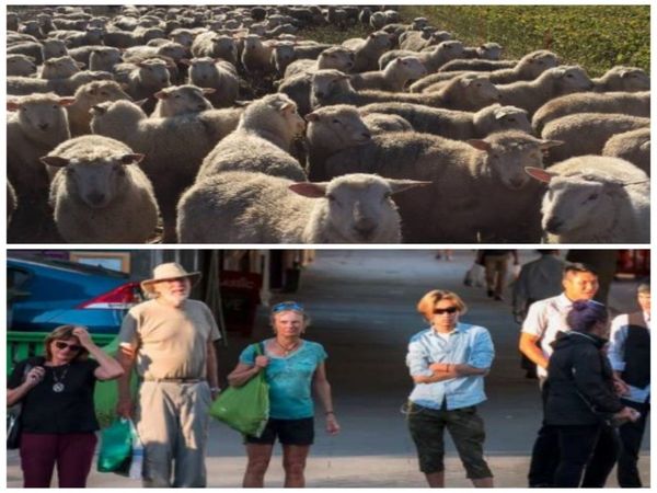 Some Interesting Amazing And Weird Facts About New Zealand