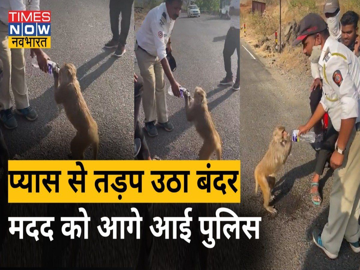 Viral: प्यास से तड़प रहे बंदर को पुलिसवाले ने पिलाया पानी, वीडियो देख कहेंगे, ' इसे कहते हैं इंसानियत'