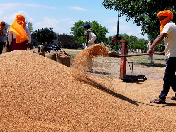 Modi govt increases MSP for rabi crops, minimum support price of wheat increased by 40 rupees