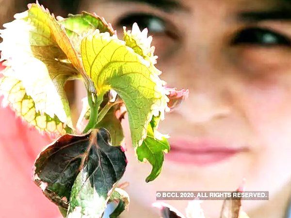 World Environment Day theme quotes 2020