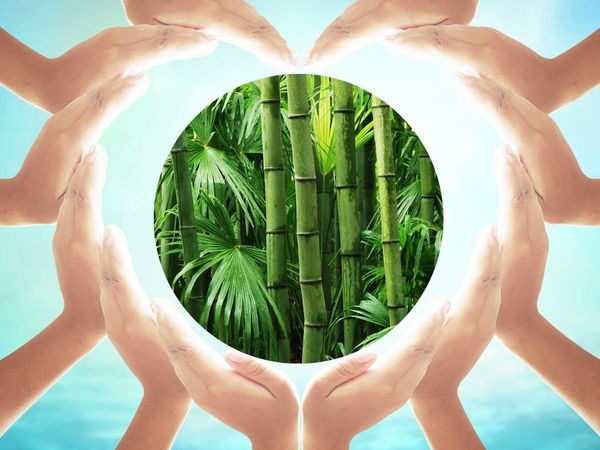 World Bamboo Day 2022