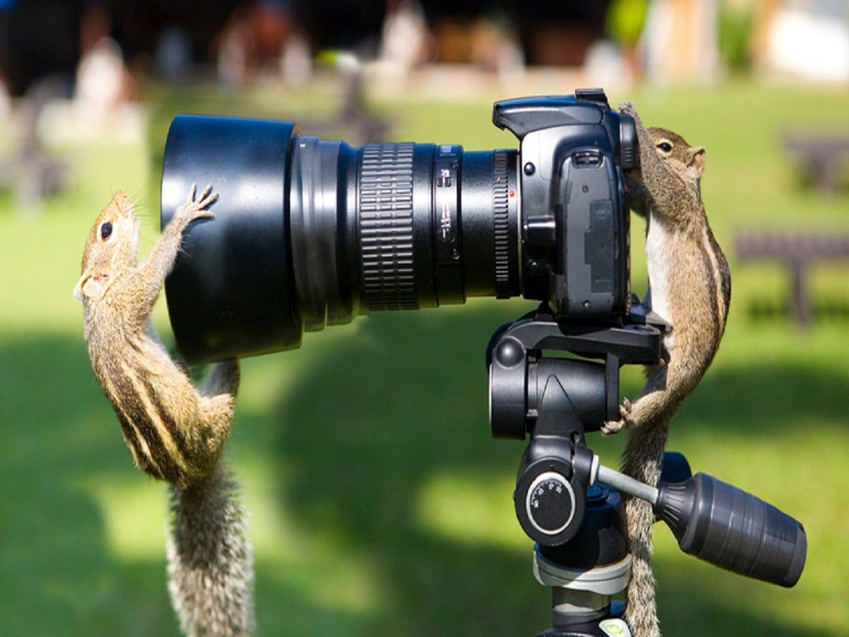 World Photography Day: एक शानदार कला है फोटोग्राफी! जानिए क्यों मनाया जाता है विश्व फोटोग्राफी दिवस