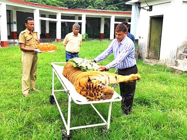 World oldest tiger Raja Death