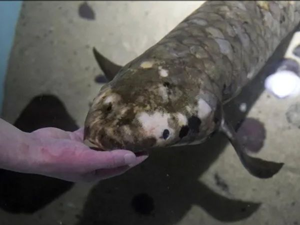 Methuselah, World's oldest fish living in Aquarium, turns 90 year