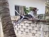 Dog unique acrobatics VIDEO