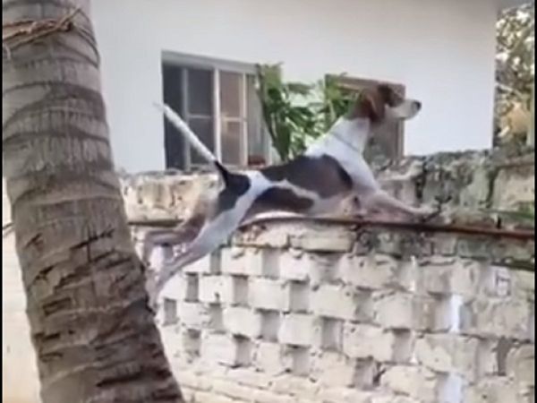 Dog unique acrobatics VIDEO