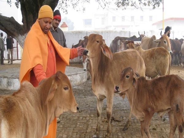 Details of Yogi govt's action against cow slaughter accused in the backdrop of HC judgement on Cow