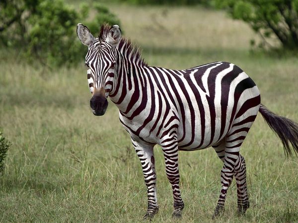 Zebra in Birsa Zoo