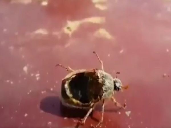 zombie bug Shocking Video Goes Viral Social Media Users Shocked