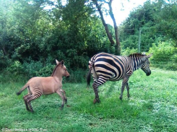 Zebra and Donkey affair produce Zonky