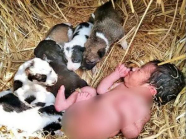 Mother dog guards abandoned newborn baby for the night in Chhattisgarh Heart Touching photo Goes Viral