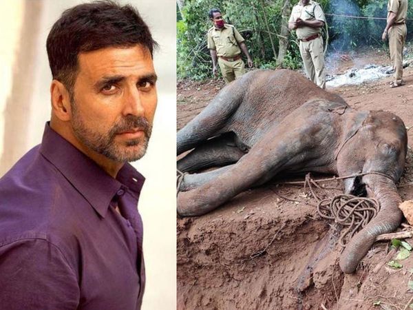 Bollywood Reaction on killing Elephant in Kerala