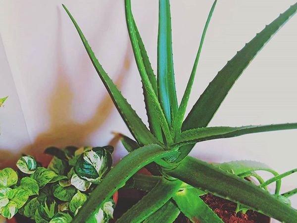 Aloe Vera for weight loss