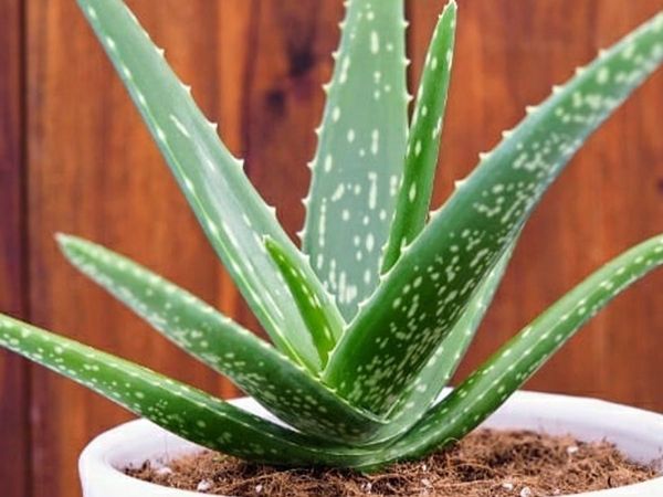 aloe vera for skin and hair