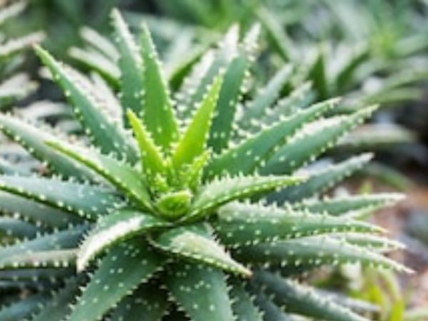 Aloe Vera plant how grow at home Ghar par kaise ugayein aloe vera ka paudha