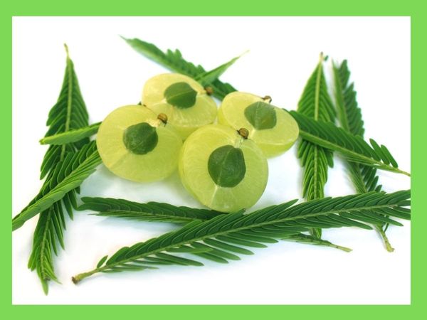 benefits of eating amla seeds, benefits of eating amla seeds in hindi, benefits of amla seeds, advantage of amla seeds, advantage of eating amla seeds, amla seed powder benefits,  Amla ke Bij khane ke fayde,आंवला की गुठली खाने के फायदे, आंवला के बीज खाने 