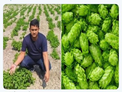 Amresh Singh Success story: कमाल का किसान और कमाल की किसानी, हाप शूट्स की कीमत सुनकर रह जाएंगे दंग