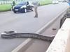 Snake Viral Video giant Anaconda crosses road in brazil video goes viral