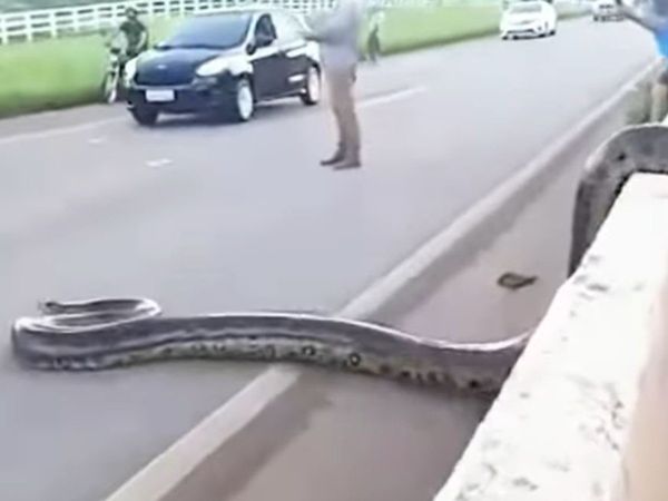 Snake Viral Video giant Anaconda crosses road in brazil video goes viral
