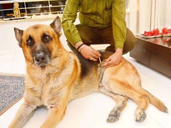 Animal Crematorium: जानवरों के लिए भी मुक्ति धाम,द्वारका इलाके में बनेगा शवदाह गृह