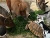 Animal Viral Video Many Animals Eat Together Heart touching Viral video in hindi