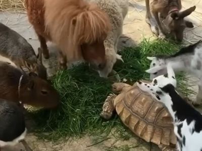 Viral Video: इसे कहते हैं भाईचारा! दिल जीत लेगा जानवरों का ये मजेदार  वीडियो, बार-बार देख रहे लोग, Animal Viral Video Many Animals Eat Together  Heart touching Viral video in hindi
