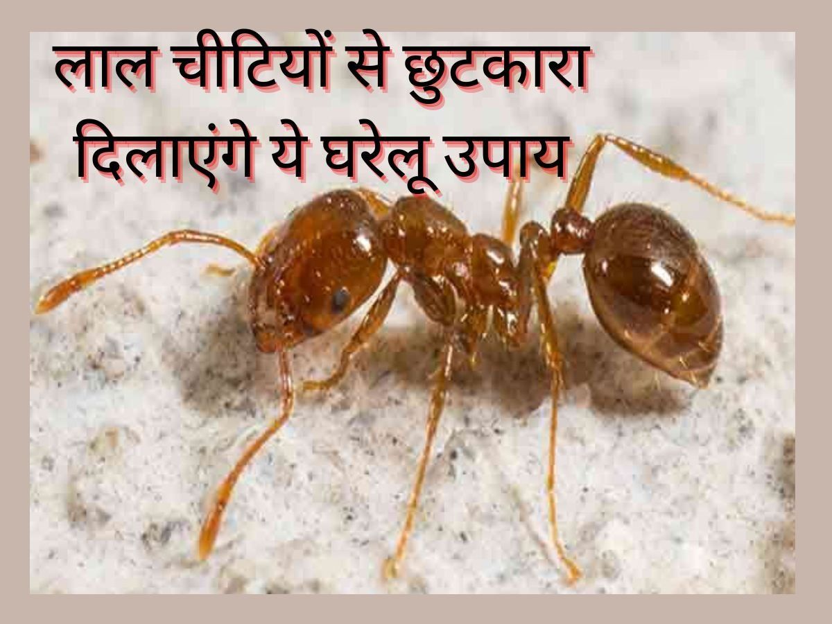 Get Rid Of Ants: कमरे और किचन में लाल चीटियों से हैं परेशान? इन घरेलू उपाय से तुरंत मिलेगा छुटकारा