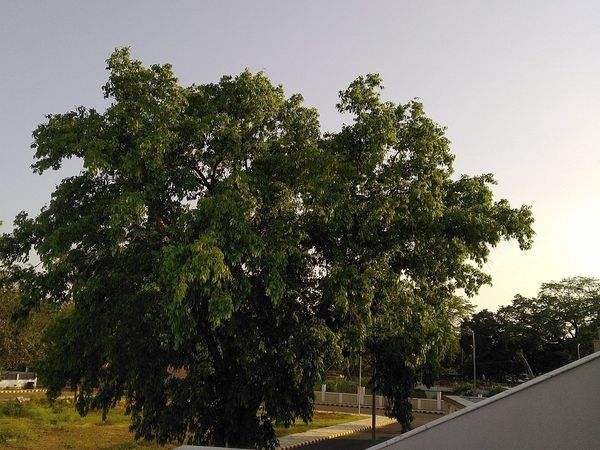 पटना की हवा हुई शुद्ध
