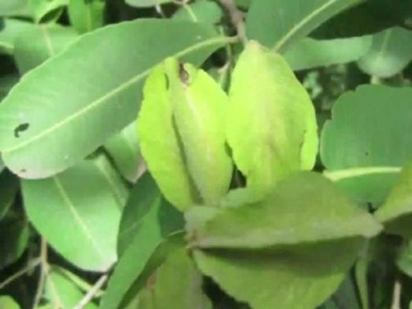 Arjun Chaal Benefits