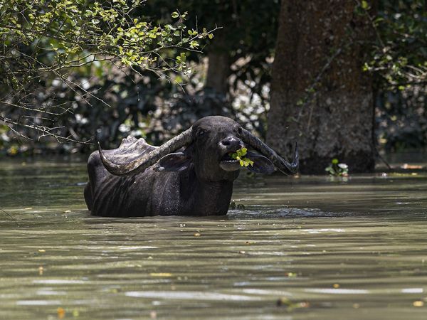 Assam flood