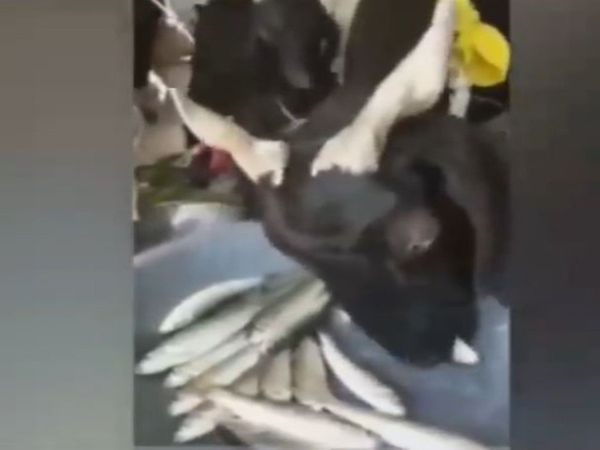 Bakra Funny Video Goat Eating Fish Funny Video In Hindi